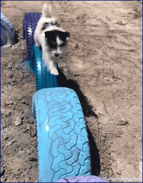 Canine Warm-Up and Cool-Down Exercises