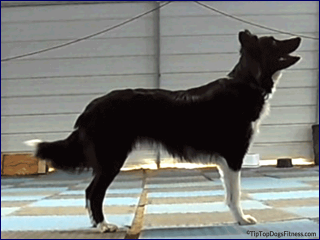 Fitness and Conditioning Videos and Classes