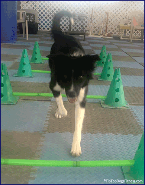 body awareness training for your dog