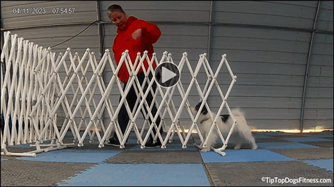 click for video of Brenda and Piper backing up in channel JRT Class