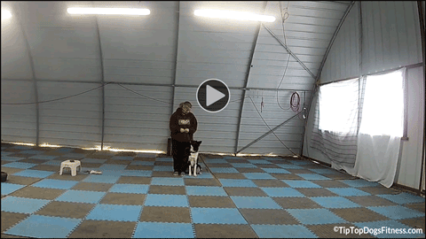 click for video of Brenda with Stormy - Rally Novice Class