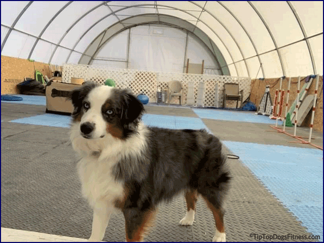 Fitness and Conditioning Videos and Classes