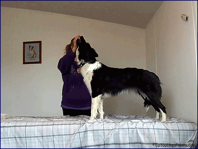 Fitness and Conditioning Consulations