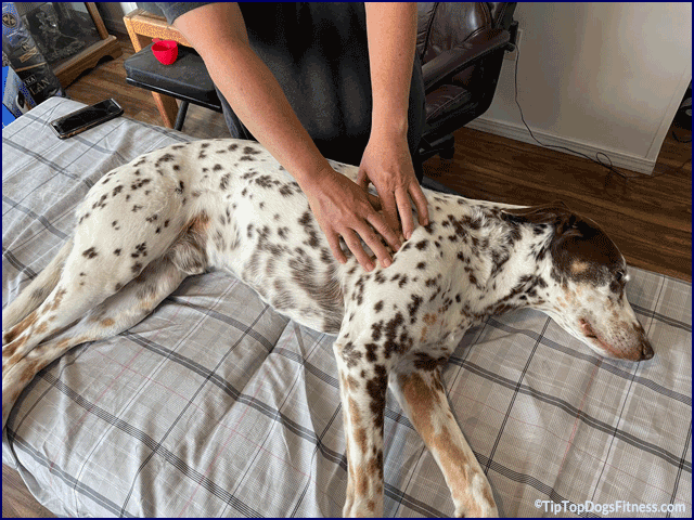 Canine Massage