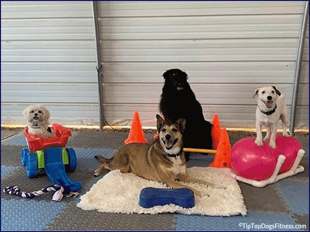 Dog Training - Body Awareness Classes