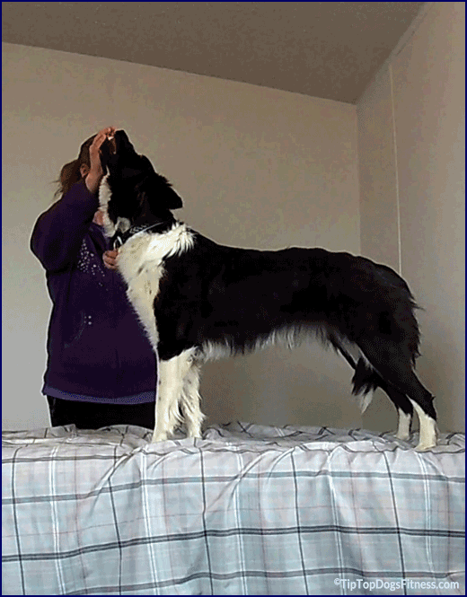 Fitness and Conditioning Consulations