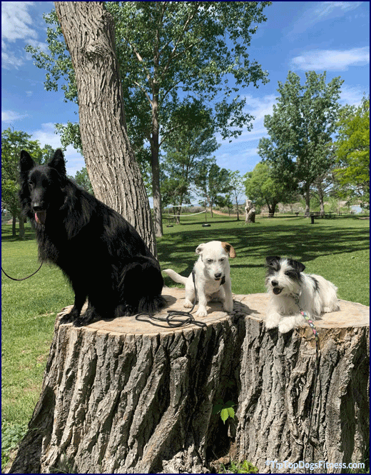 Dog Training Workshops